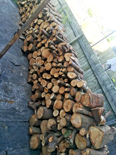 Soft wood tree logs for - for, fire